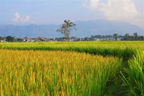 Nông nghiệp Việt Nam – Wikipedia tiếng Việt.